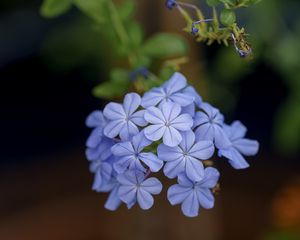 Превью обои плюмбаго, цветы, лепестки, синий, макро