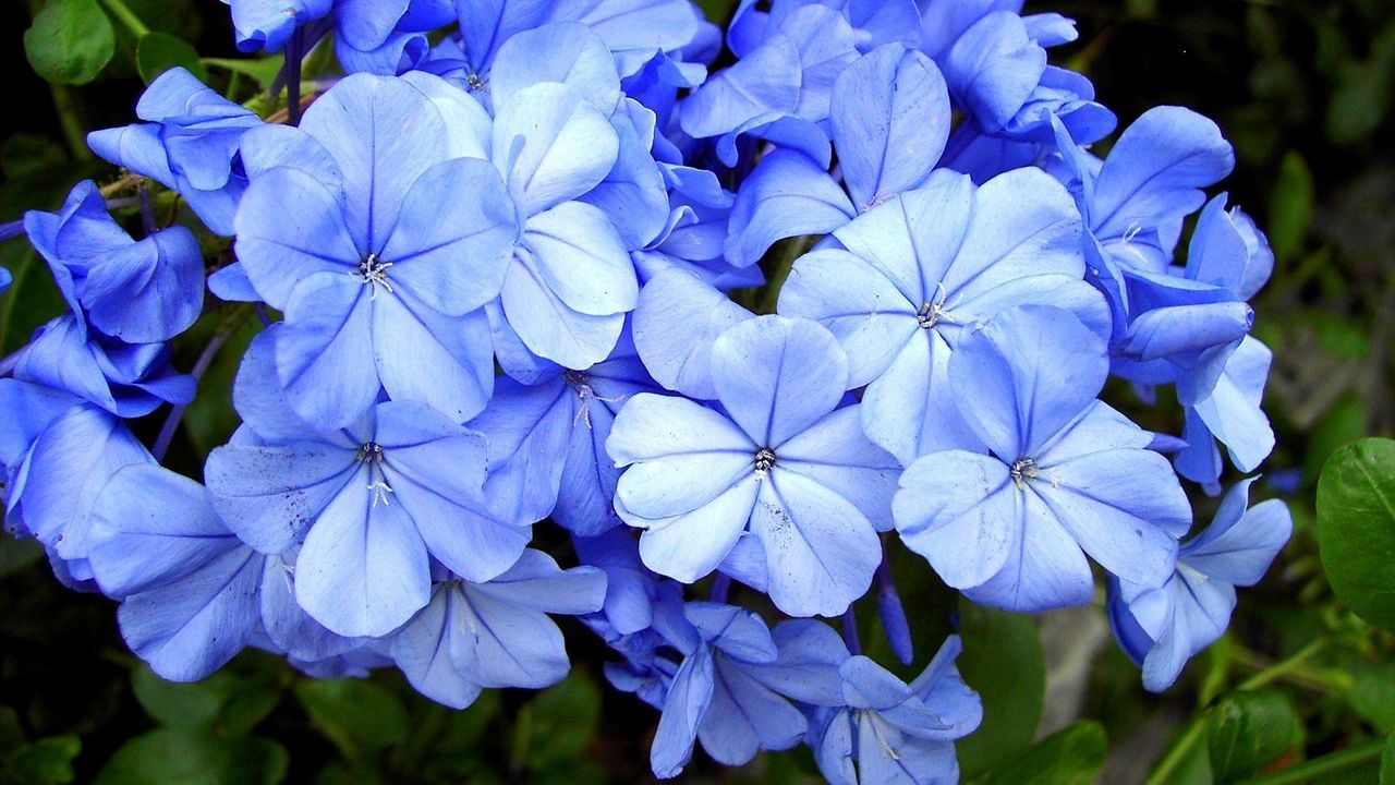 Обои плюмбаго, цветы, цветение, синие, крупный план