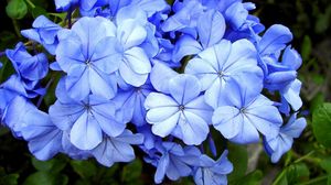 Превью обои плюмбаго, цветы, цветение, синие, крупный план