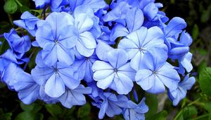 Превью обои плюмбаго, цветы, цветение, синие, крупный план