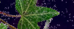 Превью обои плющ, лист, капли, крупным планом