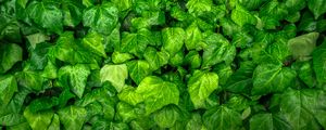 Превью обои плющ, листья, капли, зеленый, растение