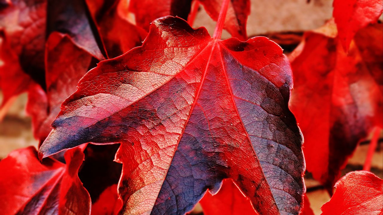 Обои плющ, листья, красный