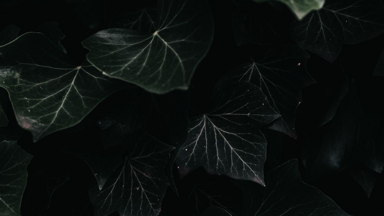Обои плющ, листья, макро, темный, растение