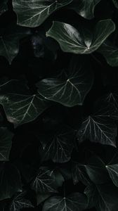 Превью обои плющ, листья, макро, темный, растение