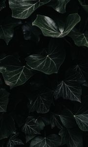 Превью обои плющ, листья, макро, темный, растение