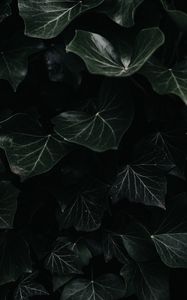 Превью обои плющ, листья, макро, темный, растение
