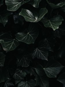 Превью обои плющ, листья, макро, темный, растение
