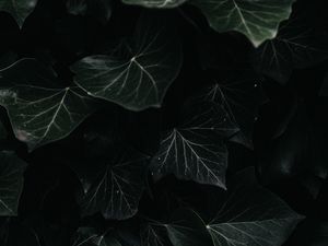 Превью обои плющ, листья, макро, темный, растение