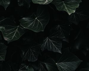 Превью обои плющ, листья, макро, темный, растение