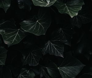 Превью обои плющ, листья, макро, темный, растение