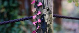 Превью обои плющ, листья, растение, дерево, веревка, природа