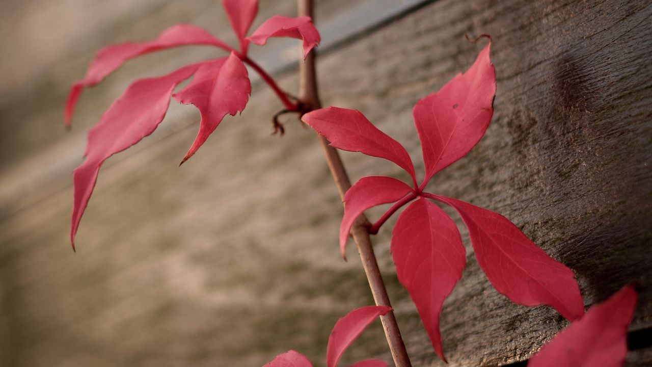 Обои плющ, растение, листья, красный
