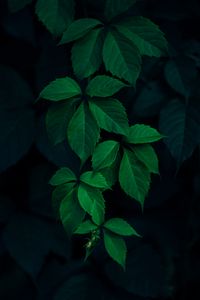 Превью обои плющ, растение, листья, темный, зеленый
