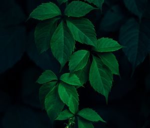 Превью обои плющ, растение, листья, темный, зеленый
