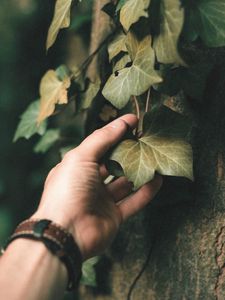 Превью обои плющ, растение, рука, лист