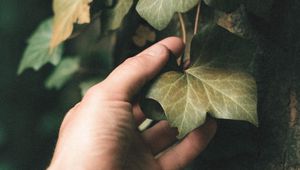 Превью обои плющ, растение, рука, лист