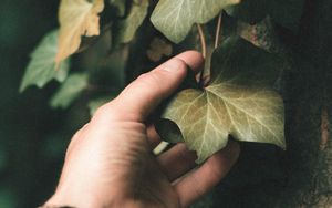 Превью обои плющ, растение, рука, лист