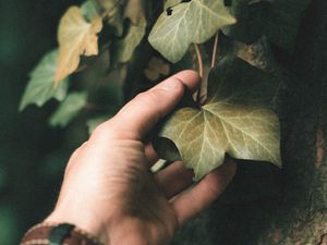 Превью обои плющ, растение, рука, лист