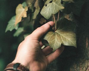 Превью обои плющ, растение, рука, лист