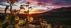 Превью обои плющ, растение, солнце, небо