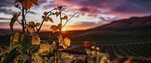 Превью обои плющ, растение, солнце, небо