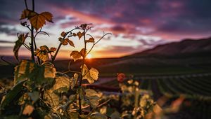 Превью обои плющ, растение, солнце, небо