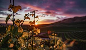 Превью обои плющ, растение, солнце, небо