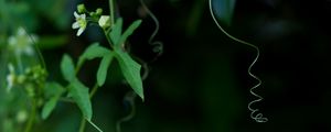 Превью обои плющ, растение, цветение, макро