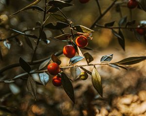 Превью обои плод, дерево, растение, листья