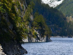 Превью обои побережье, море, скалы, склон, ель