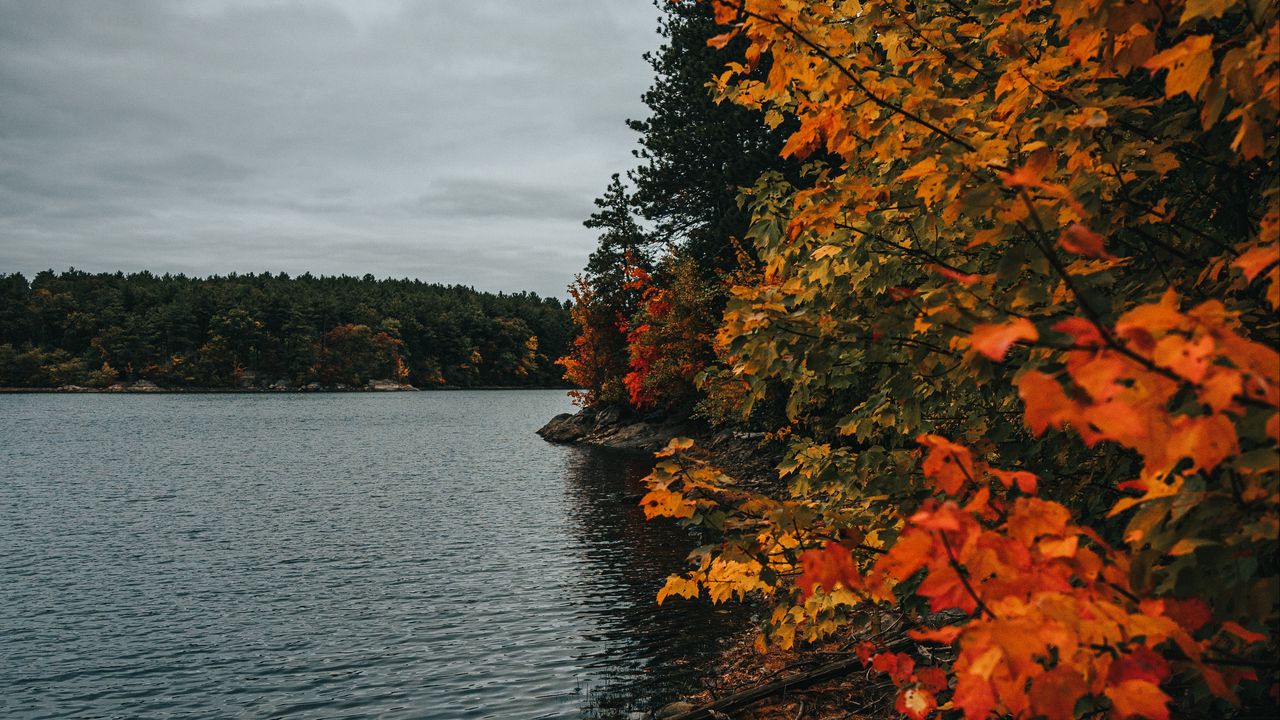 Обои побережье, озеро, осень, деревья