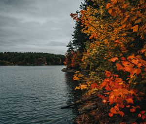 Превью обои побережье, озеро, осень, деревья