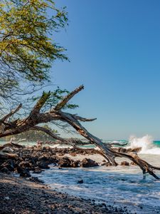 Превью обои побережье, ветка, сухой, море, камни, природа