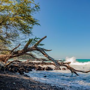 Превью обои побережье, ветка, сухой, море, камни, природа