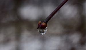 Превью обои почка, капля, ветка, макро, весна