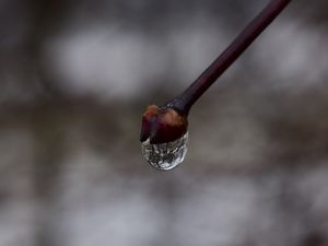 Превью обои почка, капля, ветка, макро, весна