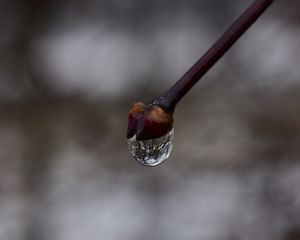 Превью обои почка, капля, ветка, макро, весна