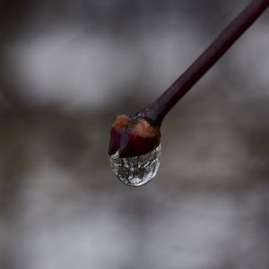 Превью обои почка, капля, ветка, макро, весна