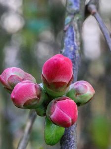 Превью обои почки, весна, цветы, дерево