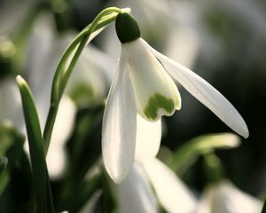 Превью обои подснежник, белый, зеленый, весна