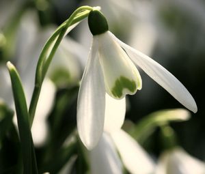 Превью обои подснежник, белый, зеленый, весна