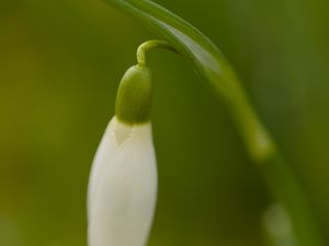 Превью обои подснежник, бутон, весна, макро, размытие