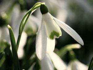 Превью обои подснежник, первоцвет, весна, крупный план, зелень