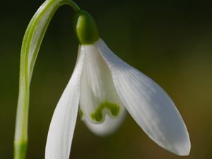 Превью обои подснежник, цветок, лепестки, макро, растение