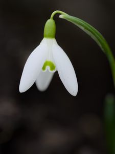 Превью обои подснежник, цветок, весна, лепестки, размытие, природа