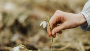 Превью обои подснежник, весна, рука, цветок