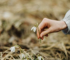 Превью обои подснежник, весна, рука, цветок