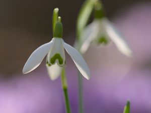 Превью обои подснежник, весна, цветок, лепестки, размытие