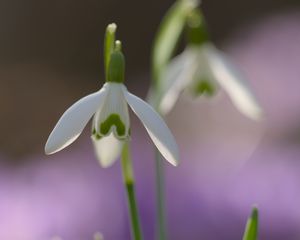 Превью обои подснежник, весна, цветок, лепестки, размытие